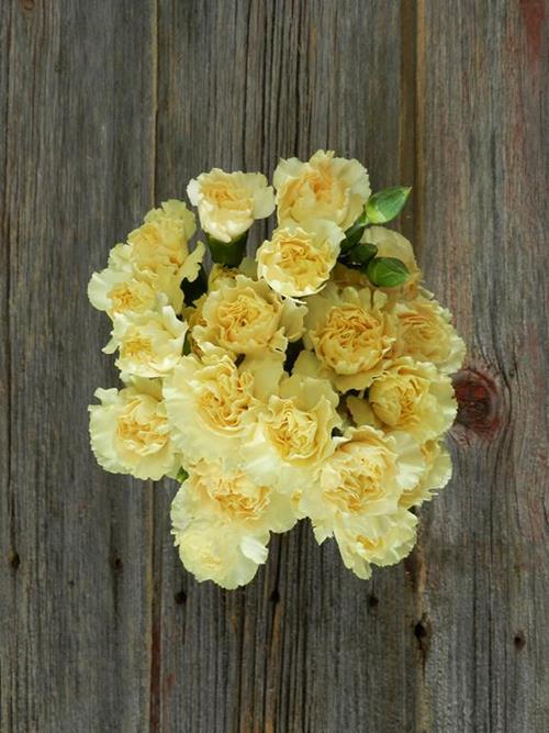 INTERMEZZO CREAM MINI CARNATIONS